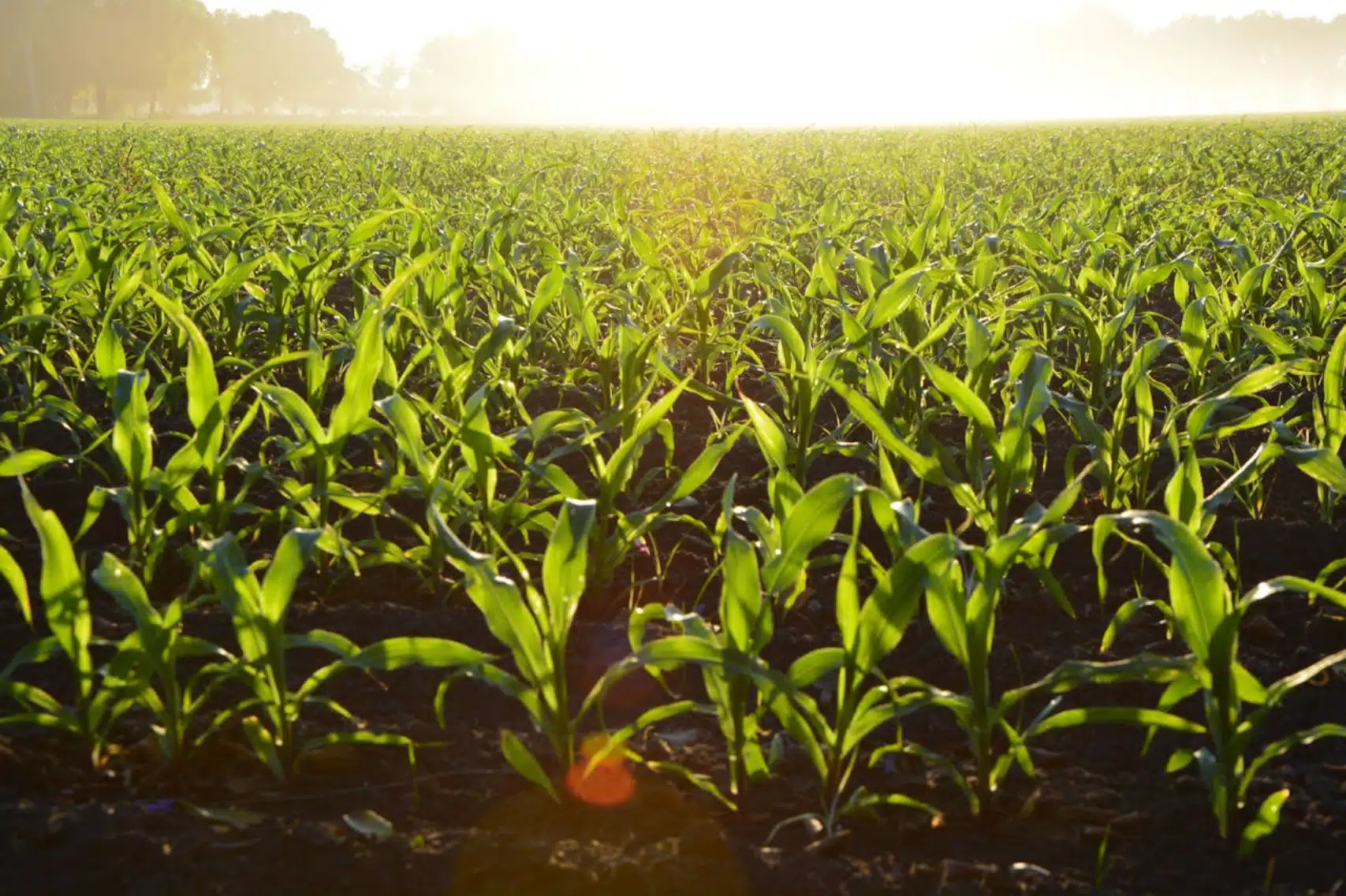 Agricoltura e pesca